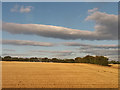 Fields south of Danby Wiske