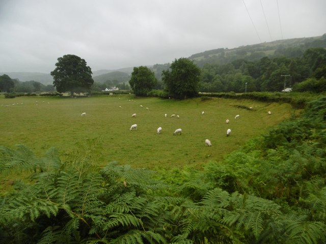 Glyn Ceiriog, sheep grazing