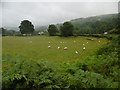 Glyn Ceiriog, sheep grazing