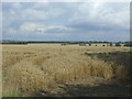 Cereal crop off Bury Lane (B182)