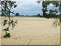 Cereal crop off London Road (B1393)