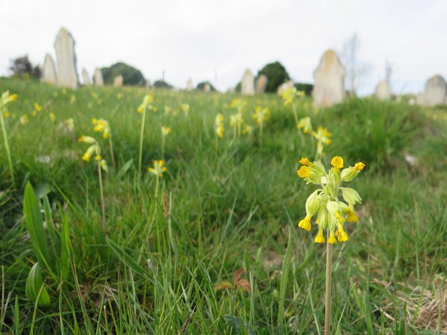 Cowslips, Mount Joy Cemetery, Carisbrooke
