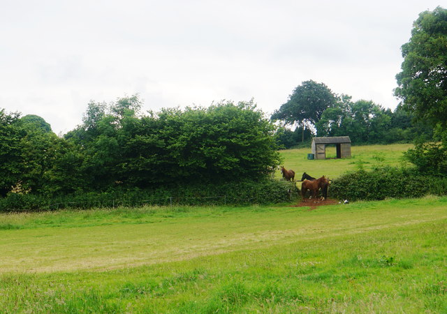 Conference of horses near Broomfield