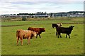 Cattle at Cadgerford