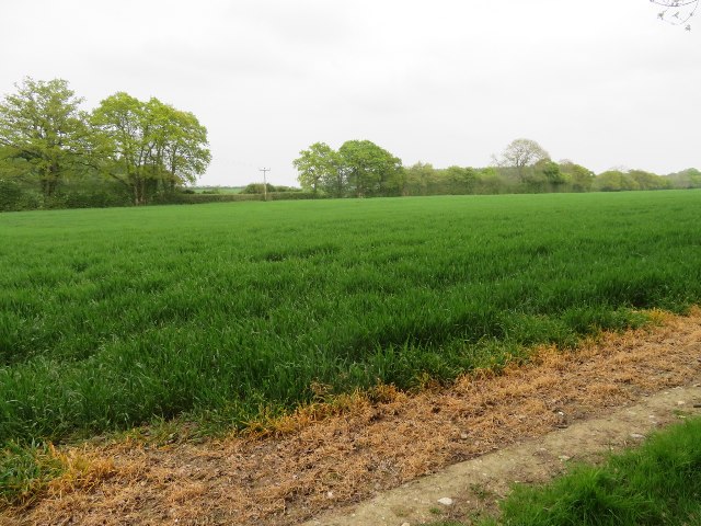 Farmland east of South Wood