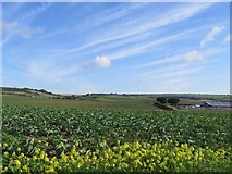 SZ5385 : Fields at Perreton Farm, near Arreton by Paul Coueslant
