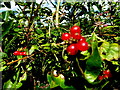 H6359 : Honeysuckle berries, Tirnaskea by Kenneth  Allen