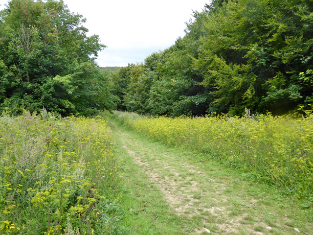 friston forest cycling