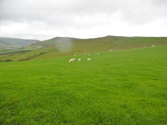 Tyn-y-Ffridd, sheep grazing