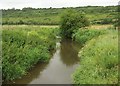 ST5228 : River Cary near Charlton Mackrell by Derek Harper