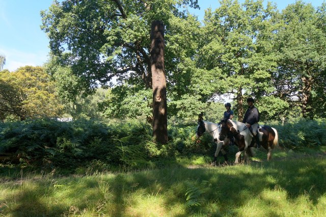 Horseriders in Richmond Park