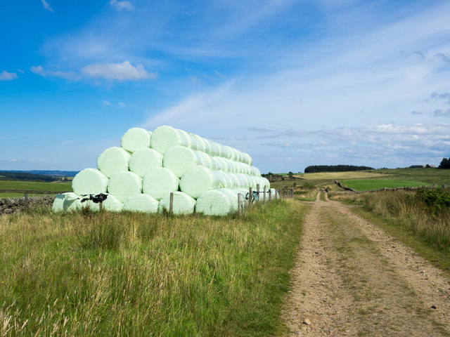 Silage bales beside farm and estate road