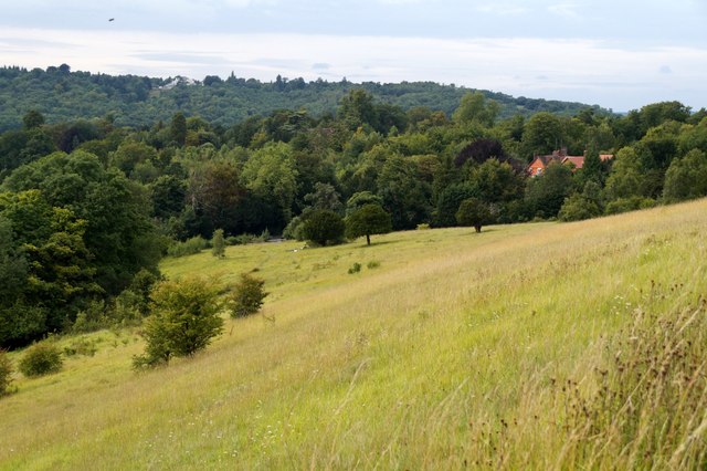Downland on the NW slopes of Box Hill