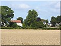 Field of wheat near Merrybent