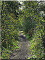 Footpath alongside disused Railway Line