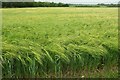 ST5326 : Barley near Lytes Cary by Derek Harper
