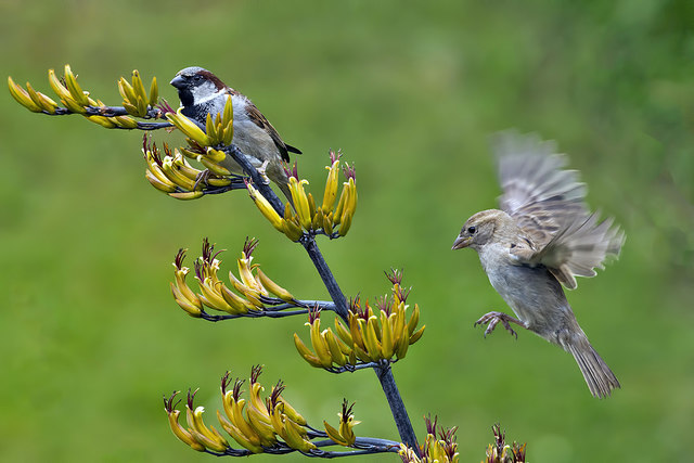 Male and female house sparrows (Passer domesticus)