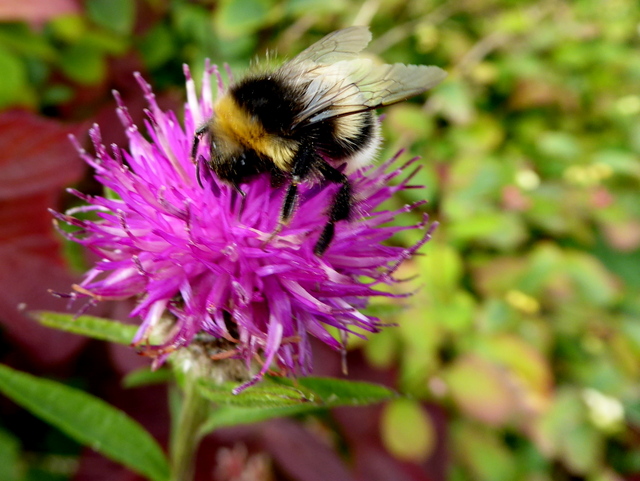 Busy bee, Glennageeragh © Kenneth Allen cc-by-sa/2.0 :: Geograph Ireland