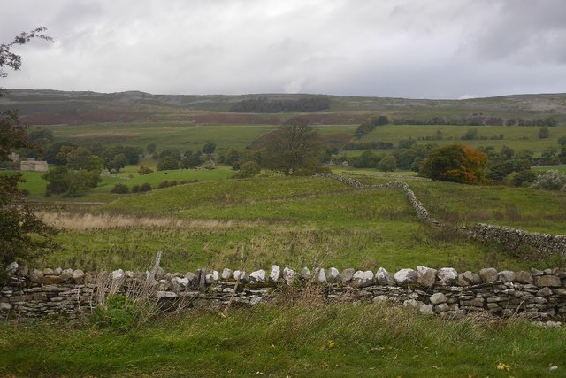 Thistly pasture in Wensleydale