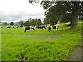 Pentrefelin, cattle grazing