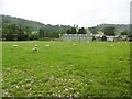 Pen-y-bont Llanerch Emrys, sheep grazing