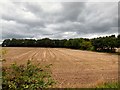 A harvested cornfield