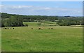 Fields adjacent to Robin Hill Country Park, Isle of Wight