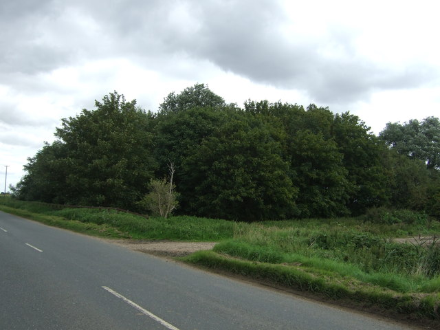Woodland beside Fodder Fen Road