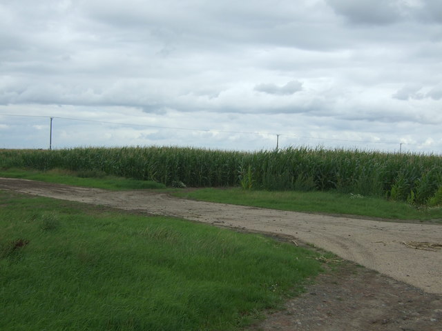 Track and maize crop, Elm Grove Farm