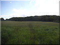 SU8597 : Field by Speen Road, Hughenden Valley by David Howard
