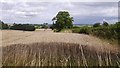 Wheat, Upper Cockshutt