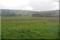 Pasture, Wharfedale