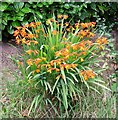 Bright orange flowers in Shepherd