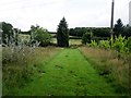 Footpath adjacent to vineyard