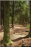 SX8885 : Gruffalo Spotters Trail, Haldon Forest by Derek Harper