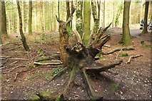 SX8885 : Old tree base, Haldon by Derek Harper