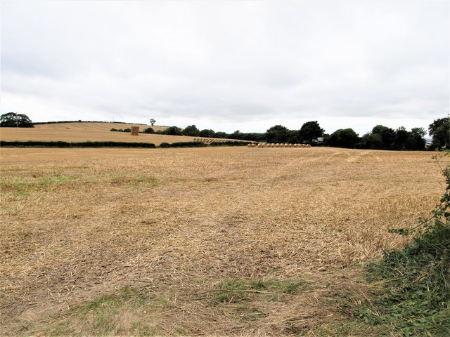 Harvested grain fields on the west side of Abbacy Road
