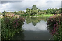 NS5369 : Pond, Knightswood Park by Richard Sutcliffe