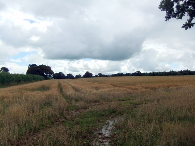 Barley field near Dowgill
