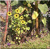 TG3106 : Small sunflowers (Helianthus sp) by Evelyn Simak