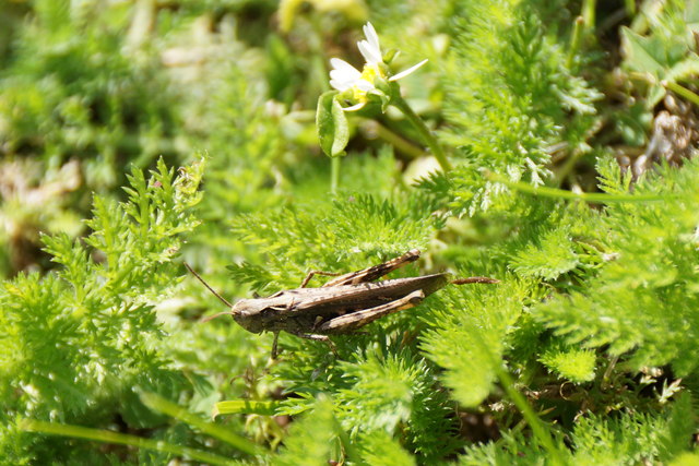 Field Grasshopper (Chorthippus brunneus), Chessington