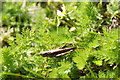 Field Grasshopper (Chorthippus brunneus), Chessington