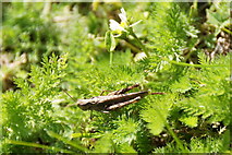 TQ1863 : Field Grasshopper (Chorthippus brunneus), Chessington by Mike Pennington