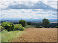 Edge of wheat field below Merrington Road