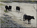 G7170 : Cattle on the beach, St. John's Point by Kenneth  Allen