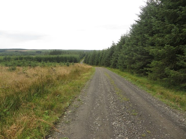 Forest track, Wark Forest