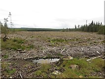 NY7479 : Clear felled area, Wark Forest by Graham Robson