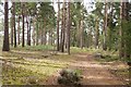 Woodland on the edge of Thursley Common