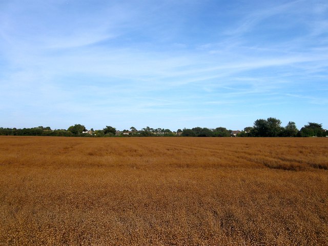 Moat and Cobden Field