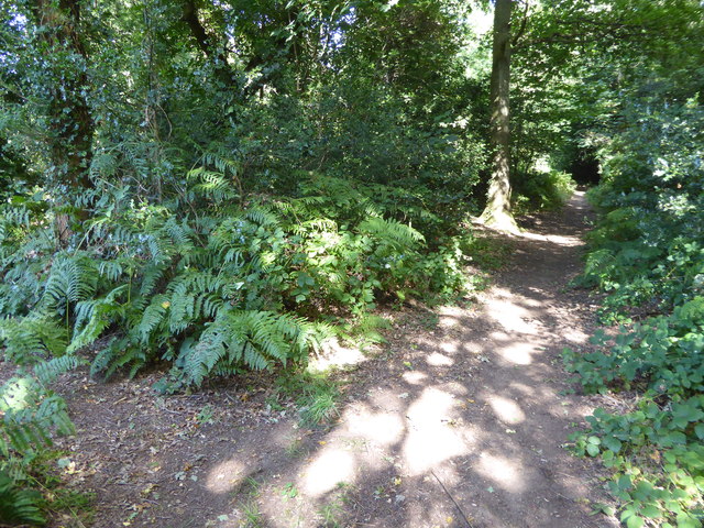 Woodland path parallel with the Greensand Way